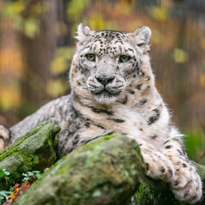 Schneeleopard Indra im Tiergarten Nürnberg verstorben